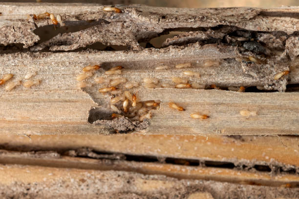 Insect Control in West Park, CA